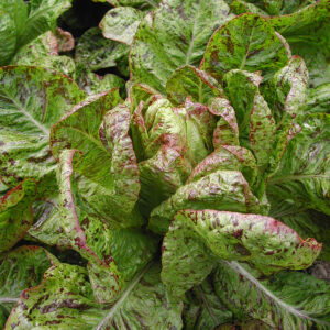 Forellenschluss, Lattich/Salat