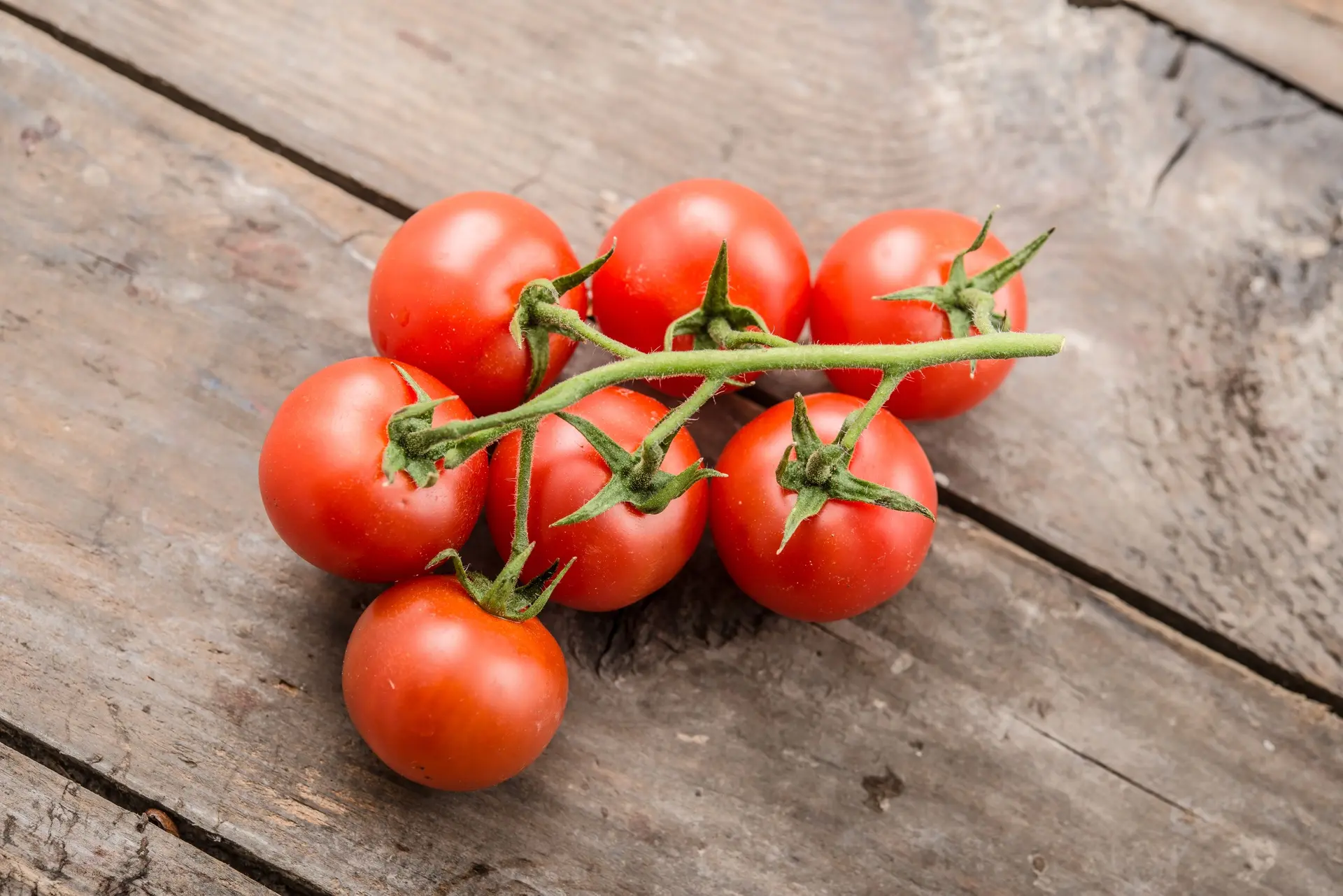 Tomate Philovita F1