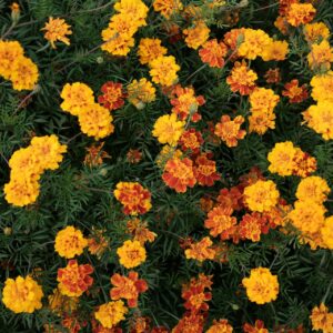 Tagetes (Studentenblume), niedrige Mischung