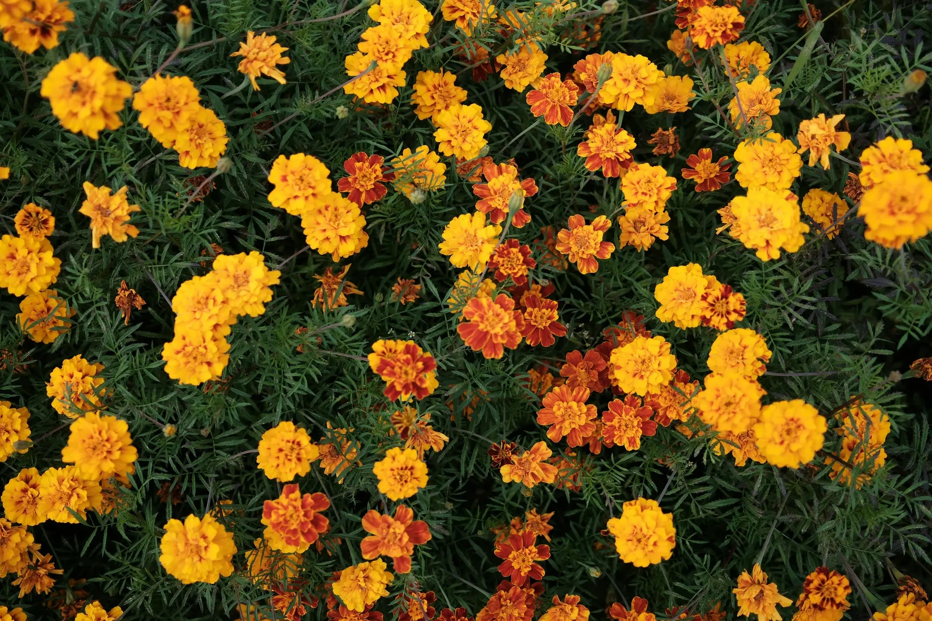 Tagetes (Studentenblume), niedrige Mischung