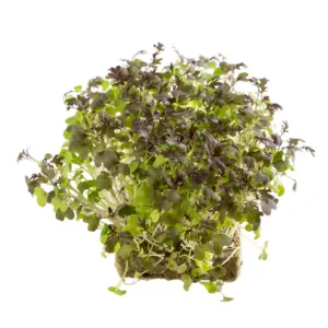 Microgreens Blattsenf Red Katana Bio