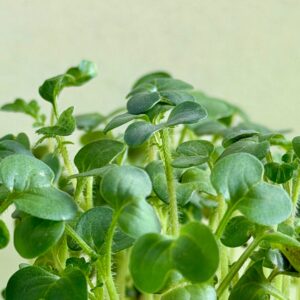 Microgreens Blattsenf Weiss Bio