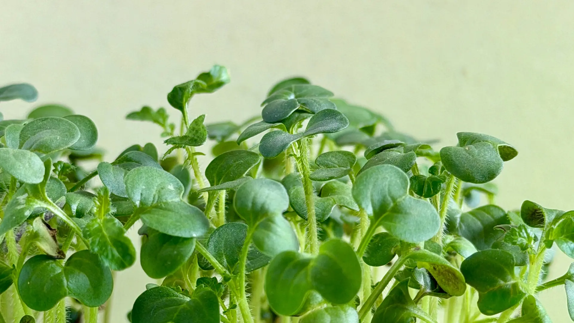 Microgreens Blattsenf Weiss Bio